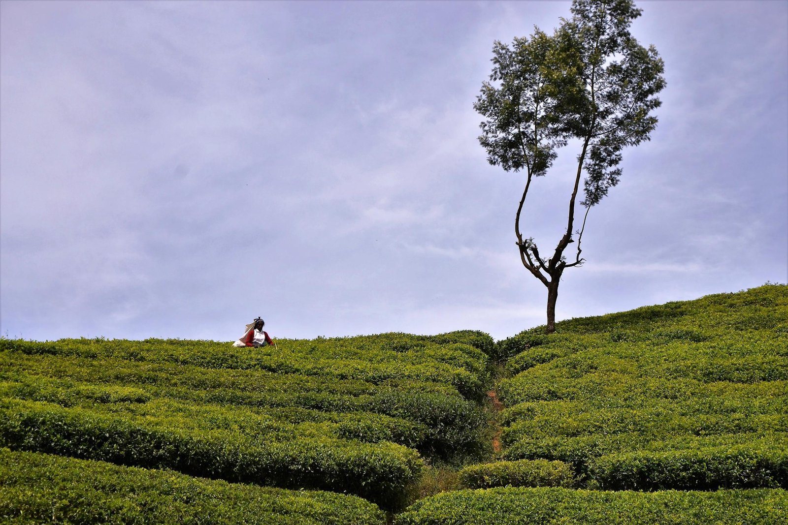 Nuwara Eliya